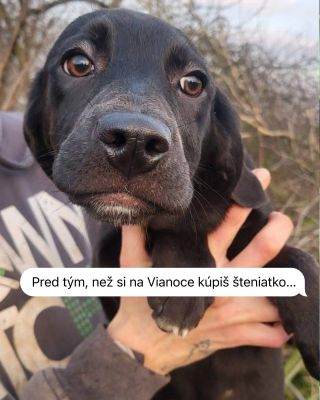 ❤️Pred tým než budete rozmýšľať, že si na Vianoce kúpite psíka, skúste najprv navštíviť útulok vo vašom okolí, ako...